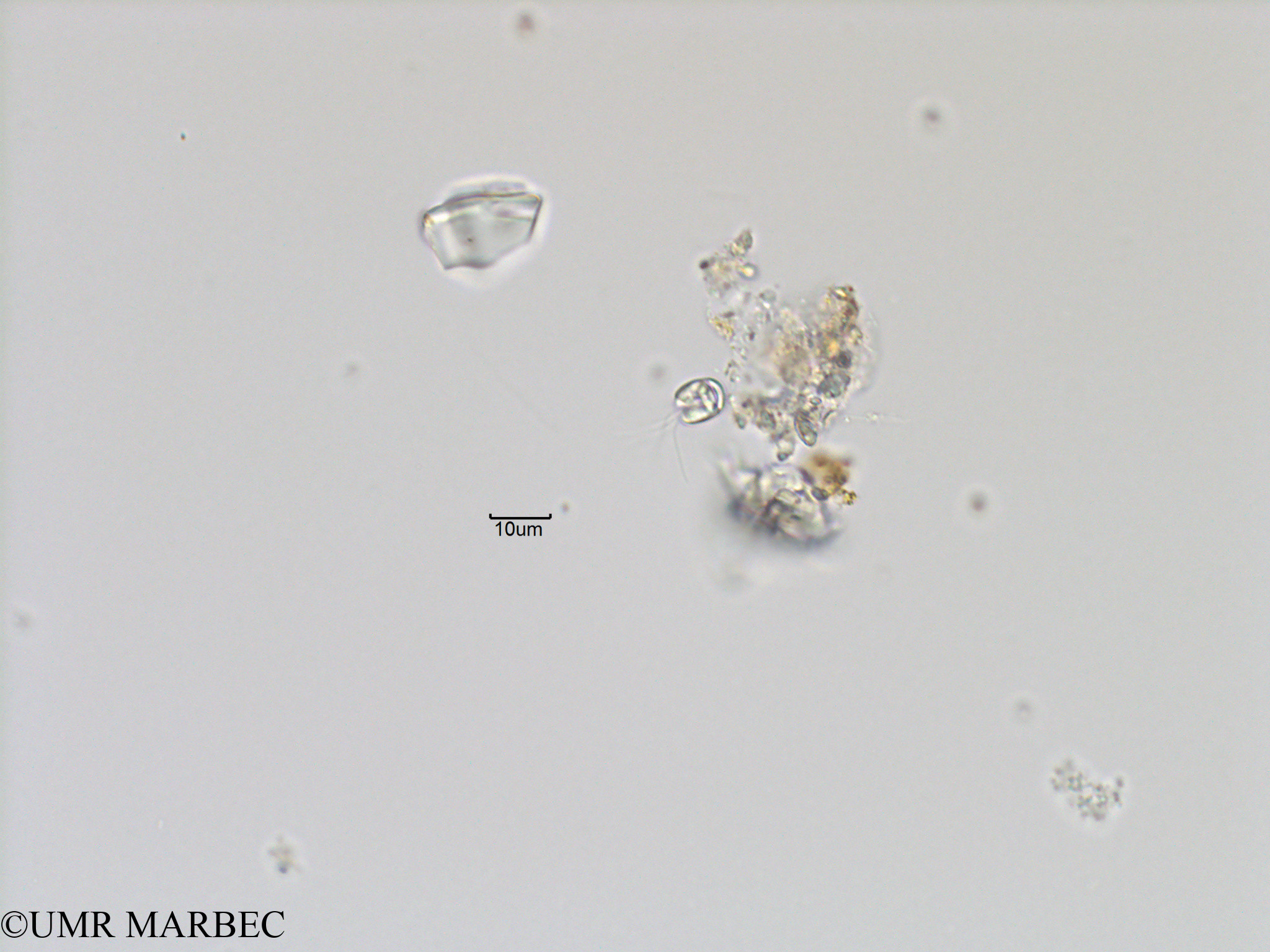 phyto/Bizerte/bizerte_bay/RISCO November 2015/Nanoflagellé 17 (Baie_T5-C2-cf Rhodomonas-5).tif(copy).jpg